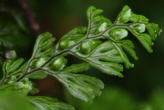 Hymenophyllum tunbrigense