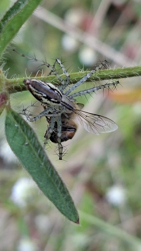 Peucetia rubrolineata