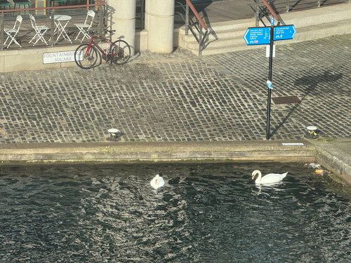 Mute Swan