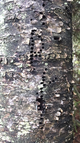 Birch Bark Beetle