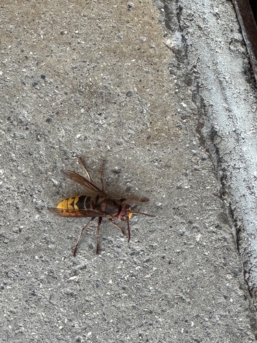 European Hornet