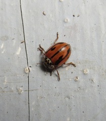 Mulsantina hudsonica