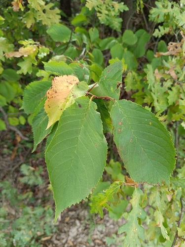 wild cherry