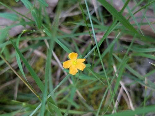 Hypericum gramineum