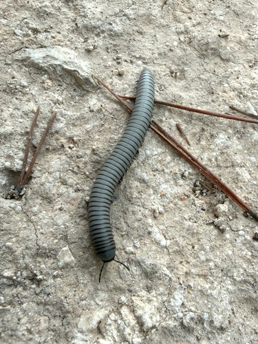 Ommatoiulus rutilans