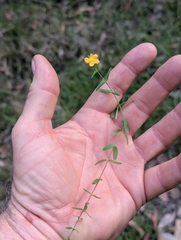 author not stated, no rights reserved Hypericum gramineum, photograph author not stated, no rights reserved