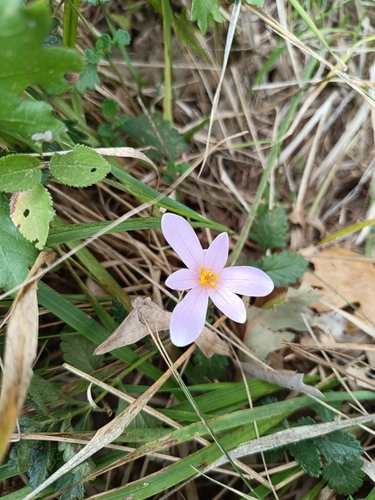 Alpine Meadow Saffron