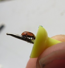 Mulsantina hudsonica