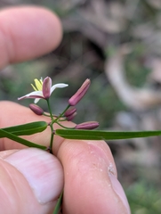 Geitonoplesium cymosum, photograph author not stated, no rights reserved