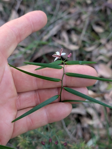 Geitonoplesium cymosum, photograph 4
