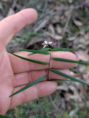 Geitonoplesium cymosum, photograph author not stated, no rights reserved