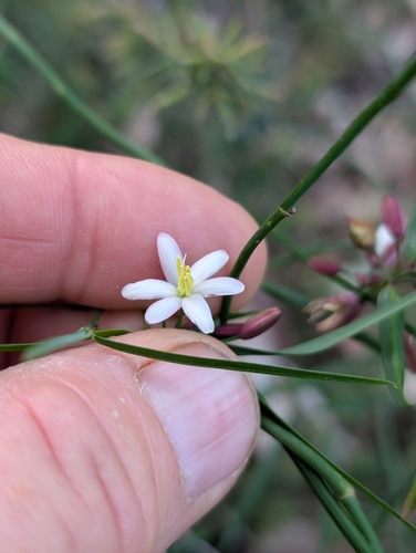 Geitonoplesium cymosum, photograph 5