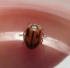 Mulsantina hudsonica