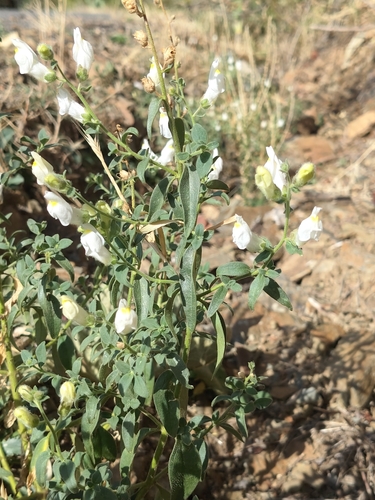 Antirrhinum graniticum