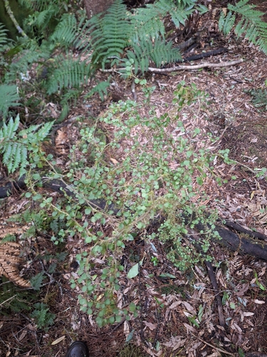 Paratrophis microphylla, photograph 3
