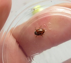 Mulsantina hudsonica