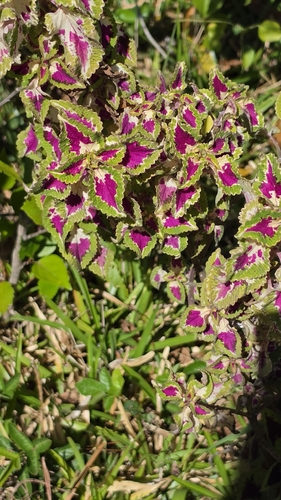 Coleus scutellarioides observed 2026-09-13