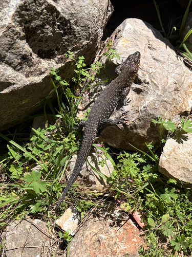 Cunningham's Skink
