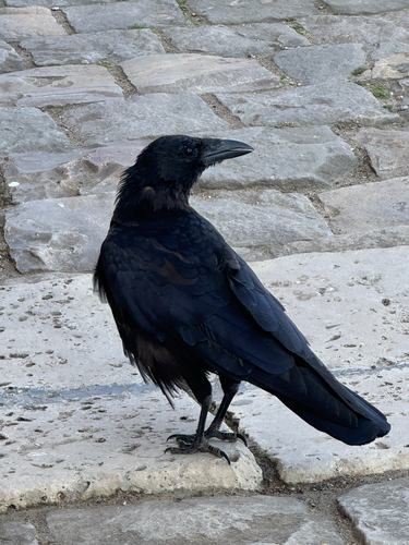 Carrion Crow