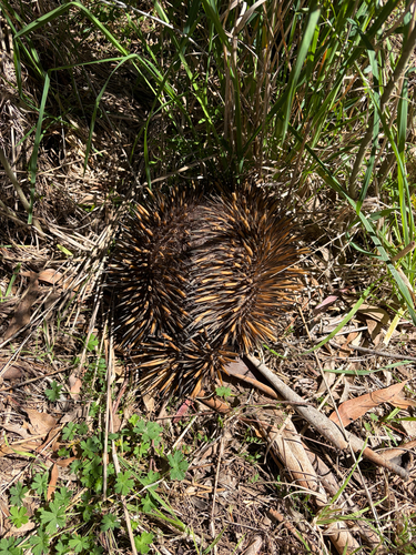 Eastern Short-beaked Echidna