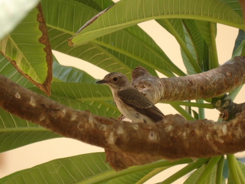 Spotted Flycatcher