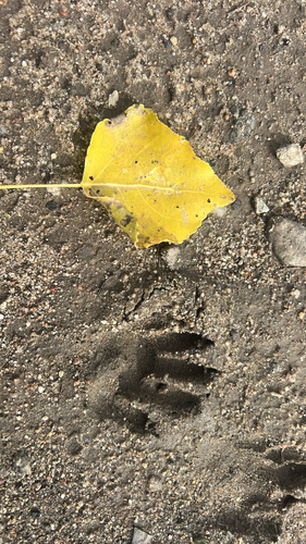 Common Raccoon