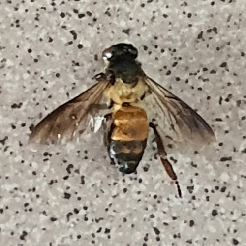 Giant Honey Bee
