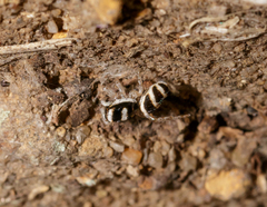 Salticus austinensis
