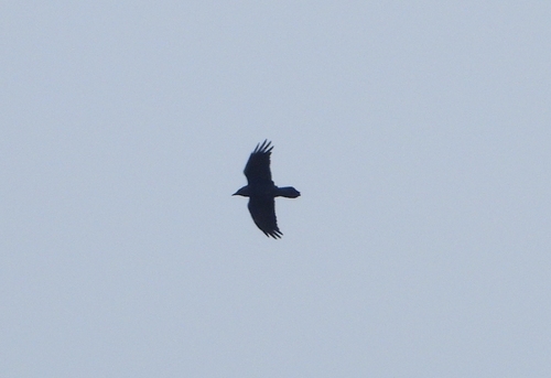 Common Raven