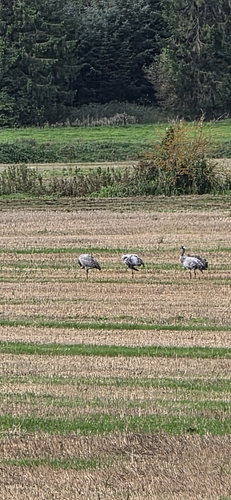 Common Crane