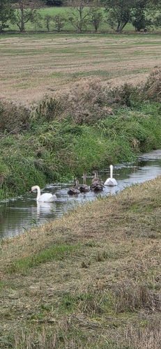 Mute Swan