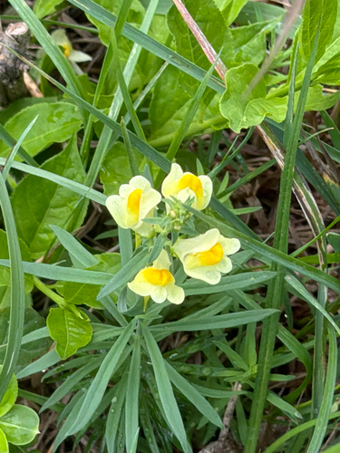 common toadflax