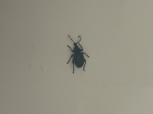 Black Vine Weevil