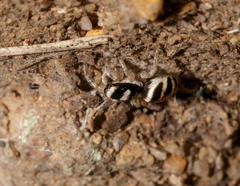Salticus austinensis