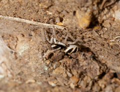Salticus austinensis