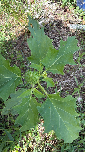 jimsonweed