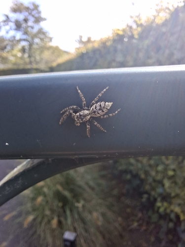 Fencepost jumping spider