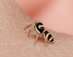 Salticus austinensis