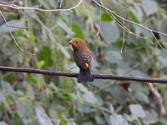 Carpodacus sipahi