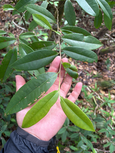 Anneslea fragrans observed 2026-09-16