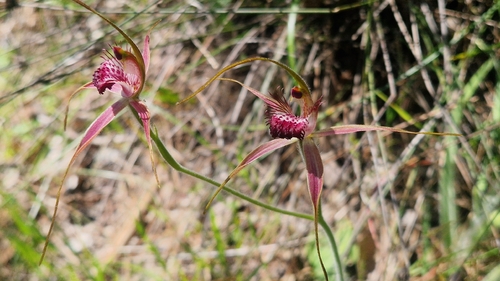 Carousel spider orchid