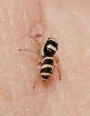 Salticus austinensis