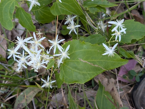 Clematis glycinoides, photograph 5