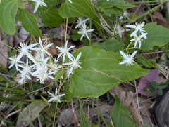 Clematis glycinoides, photograph author not stated, no rights reserved