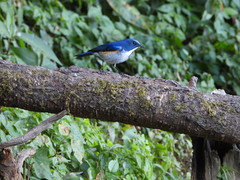 Tarsiger rufilatus
