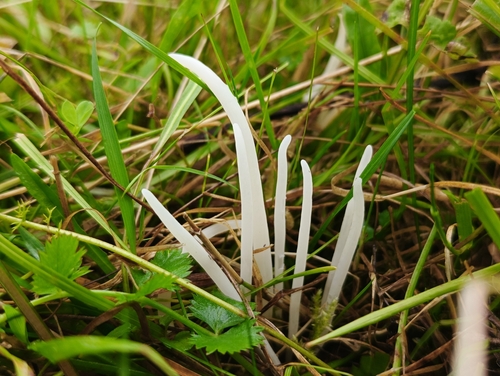 Fairy Fingers
