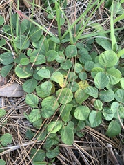 Desmodium rotundifolium