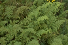 Paesia scaberula, photograph (c) Christopher Stephens, some rights reserved (CC BY-SA)