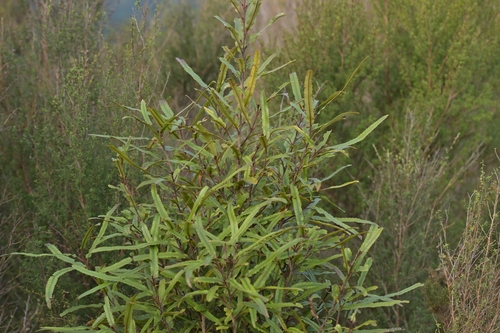 Knightia excelsa, photograph 6