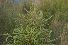 Knightia excelsa, photograph (c) Christopher Stephens, some rights reserved (CC BY-SA)